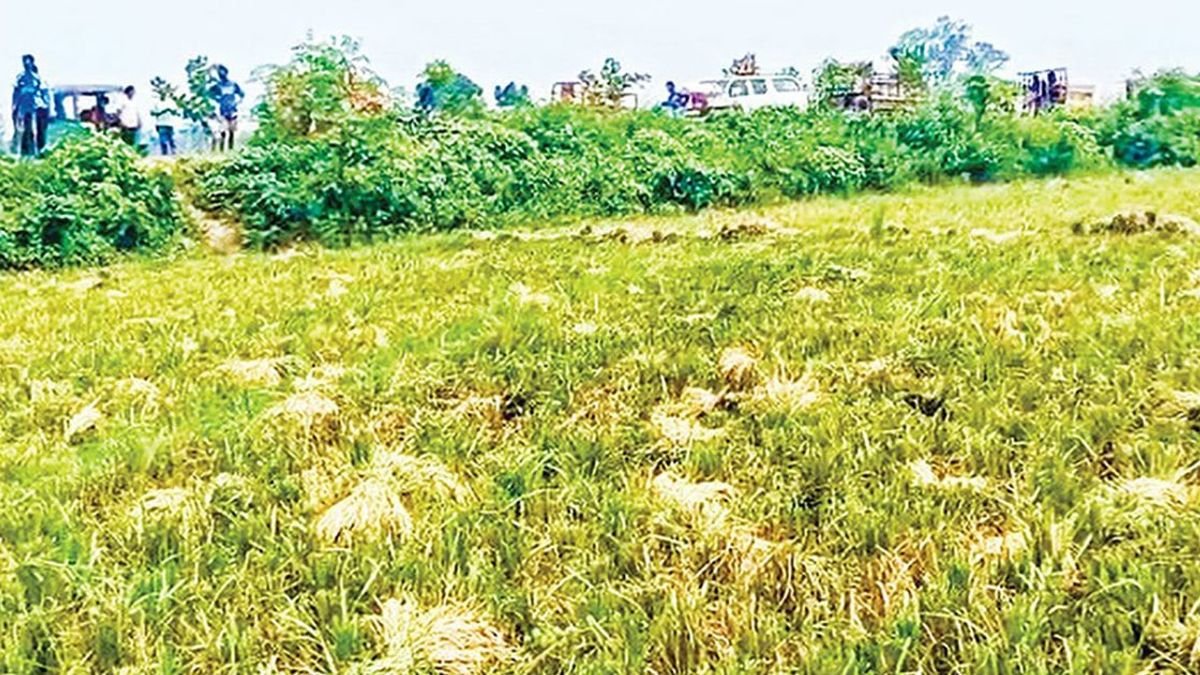 ধানের ন্যায্যমূল্য না পেয়ে চাষাবাদে আগ্রহ হারাচ্ছেন দেশের বিভিন্ন অঞ্চলের কৃষকেরা