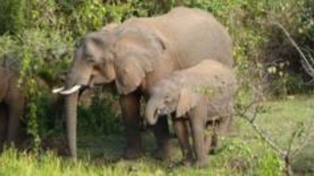 হাতিরা নিজের চিকিৎসায় ব্যবহার করে নানা ঔষধি গাছ, জানতে পেরেছেন গবেষকরা