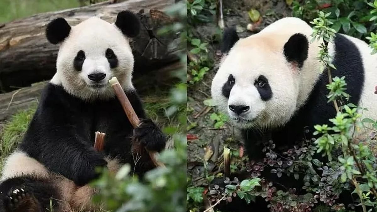 যুক্তরাষ্ট্রের পথে চীনের জোড়া জায়ান্ট পান্ডা, থাকবে ১০ বছর