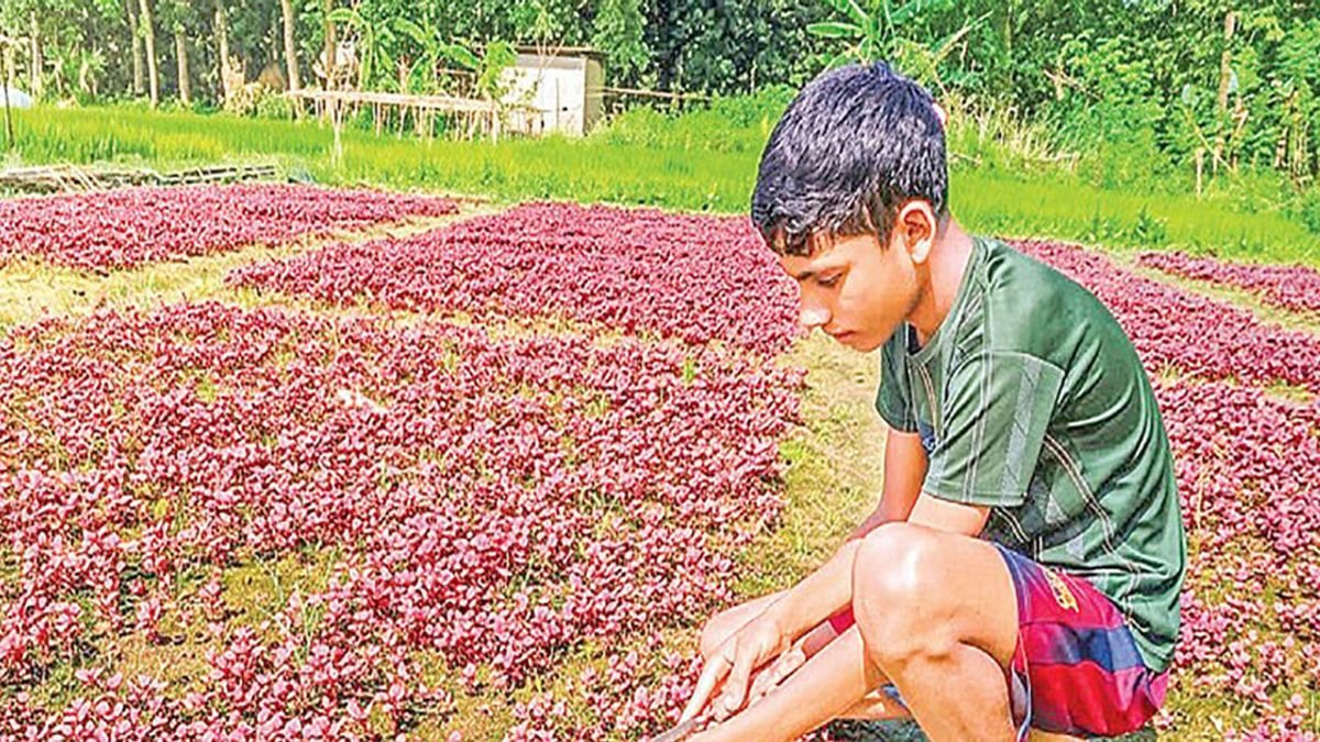 কুমিল্লার বুড়িচংয়ে গোমতীর চরে আগাম শীতকালীন সবজি চাষে ব্যস্ত কৃষকরা