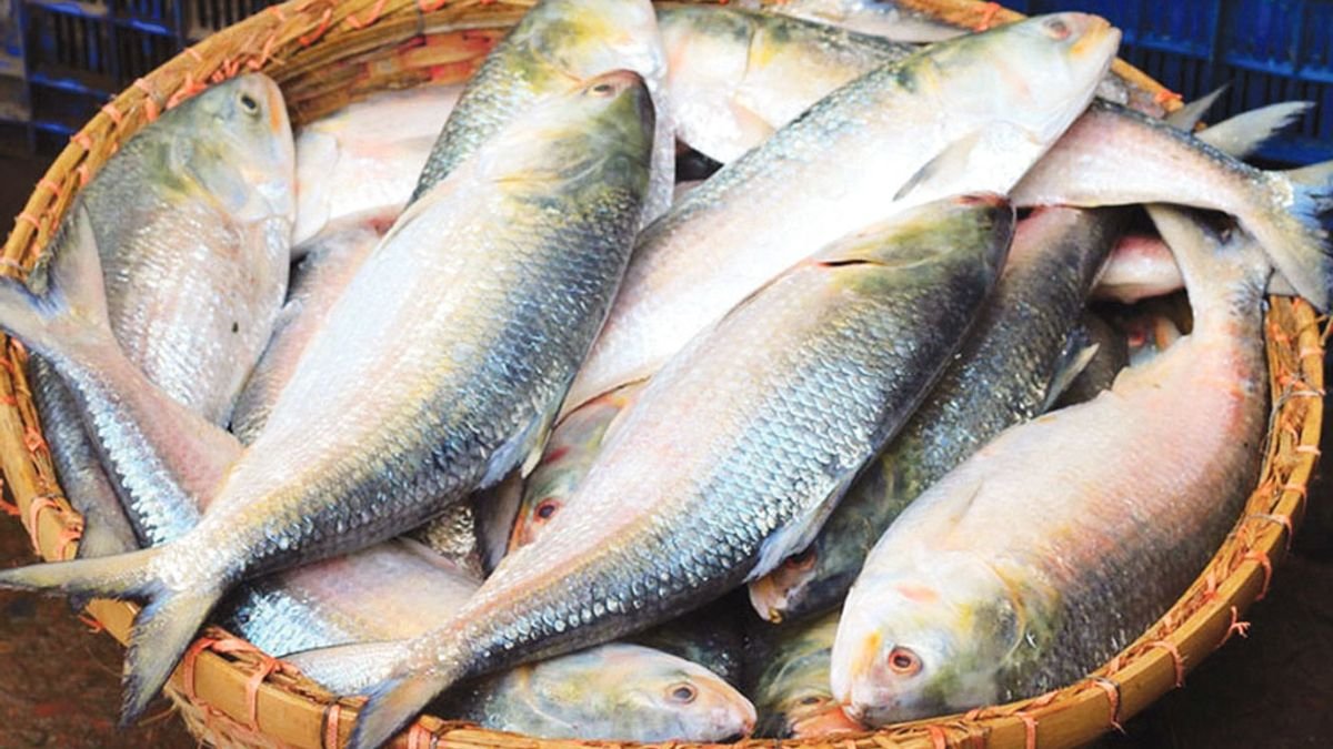 এবার দুর্গাপূজায় ভারতে যাচ্ছে না পদ্মার ইলিশ, বন্ধ থাকবে ভারতীয় ইলিশের আমদানিও