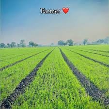 মালচিং পদ্ধতিতে সবজি চাষ, কমছে খরচ বাড়ছে ফলন