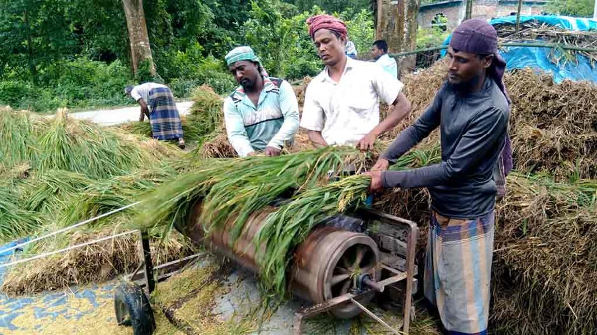 দিনাজপুরের ফুলবাড়ীতে বাম্পার ফলন হলেও ধানের দামে কৃষকের হতাশা